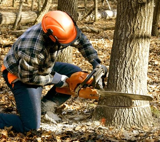 Tree Removal in Buhl, AL